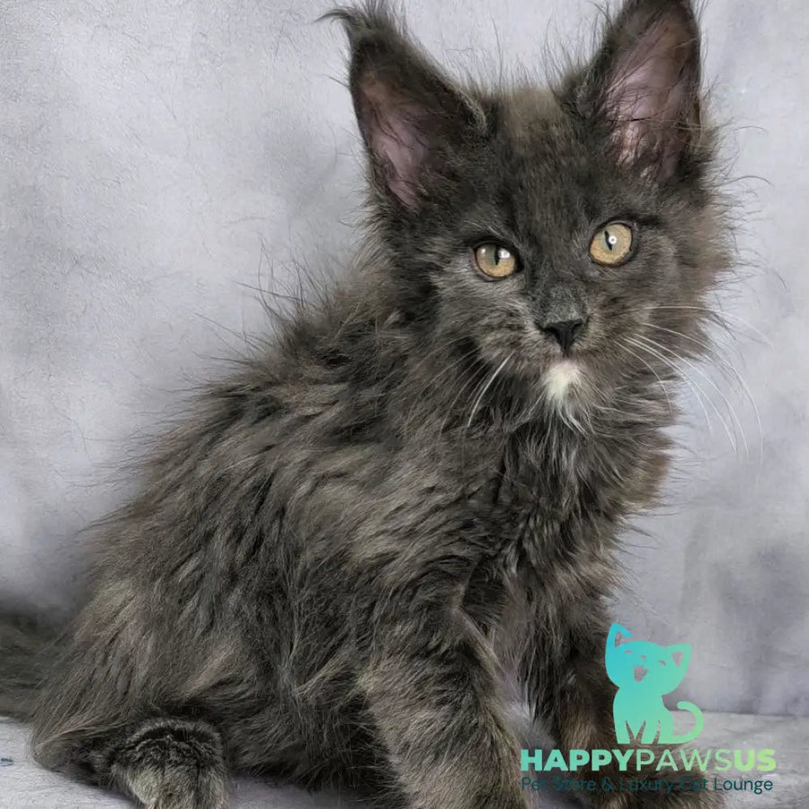 Nigel Maine Coon male blue with white - live animals