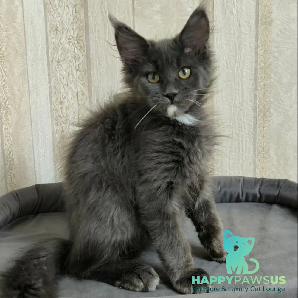 Nigel Maine Coon male blue with white - live animals