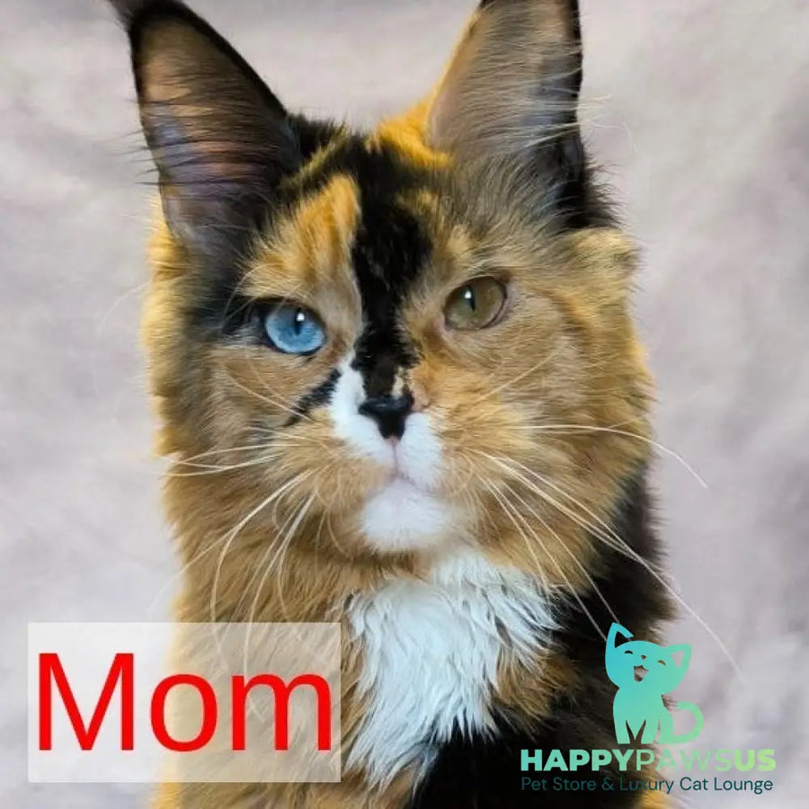 Nigel Maine Coon male blue with white - live animals