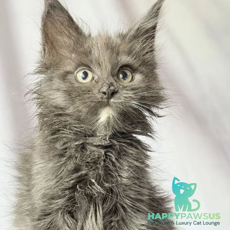 Nigel Maine Coon male blue with white - live animals