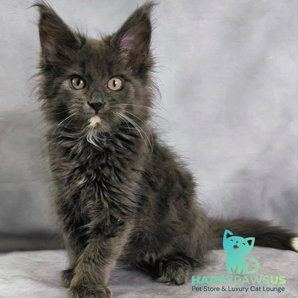 Nigel Maine Coon male blue with white - live animals