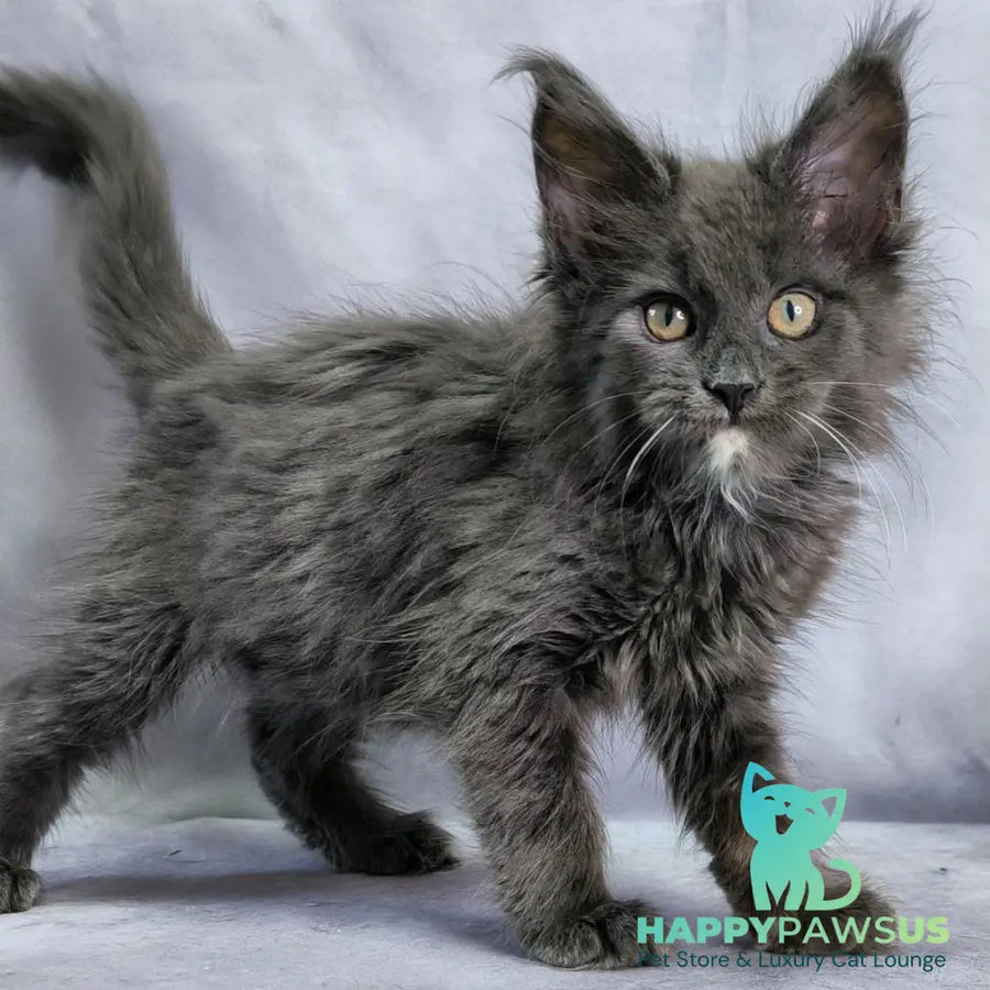Nigel Maine Coon male blue with white - live animals