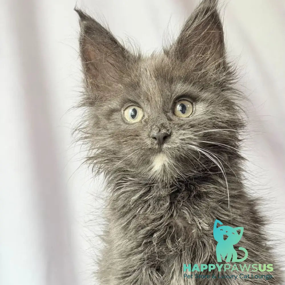 Nigel Maine Coon male blue with white - live animals
