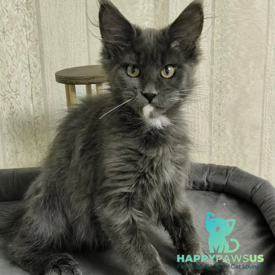 Nigel Maine Coon male blue with white - live animals