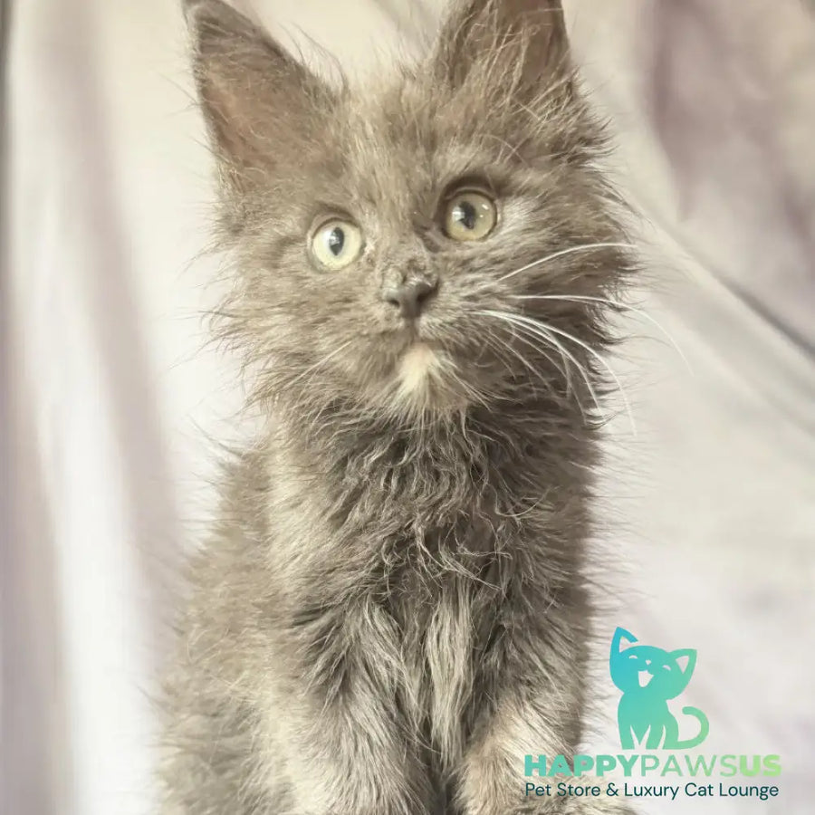 Nigel Maine Coon male blue with white - live animals