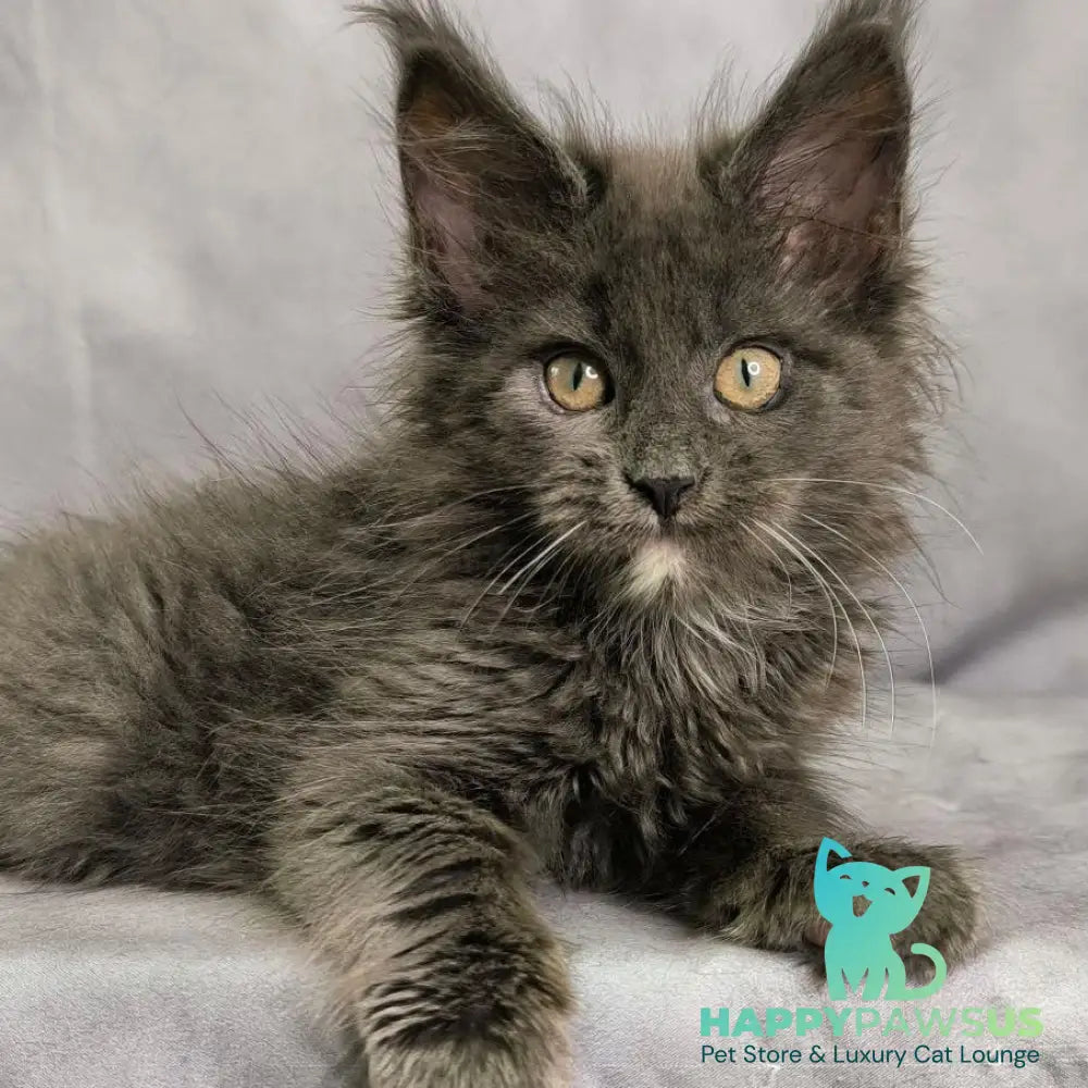 Nigel Maine Coon male blue with white - live animals