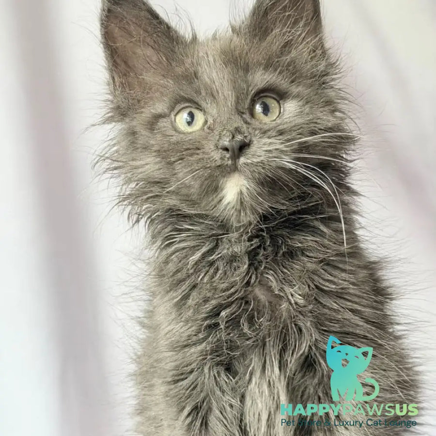 Nigel Maine Coon male blue with white - live animals