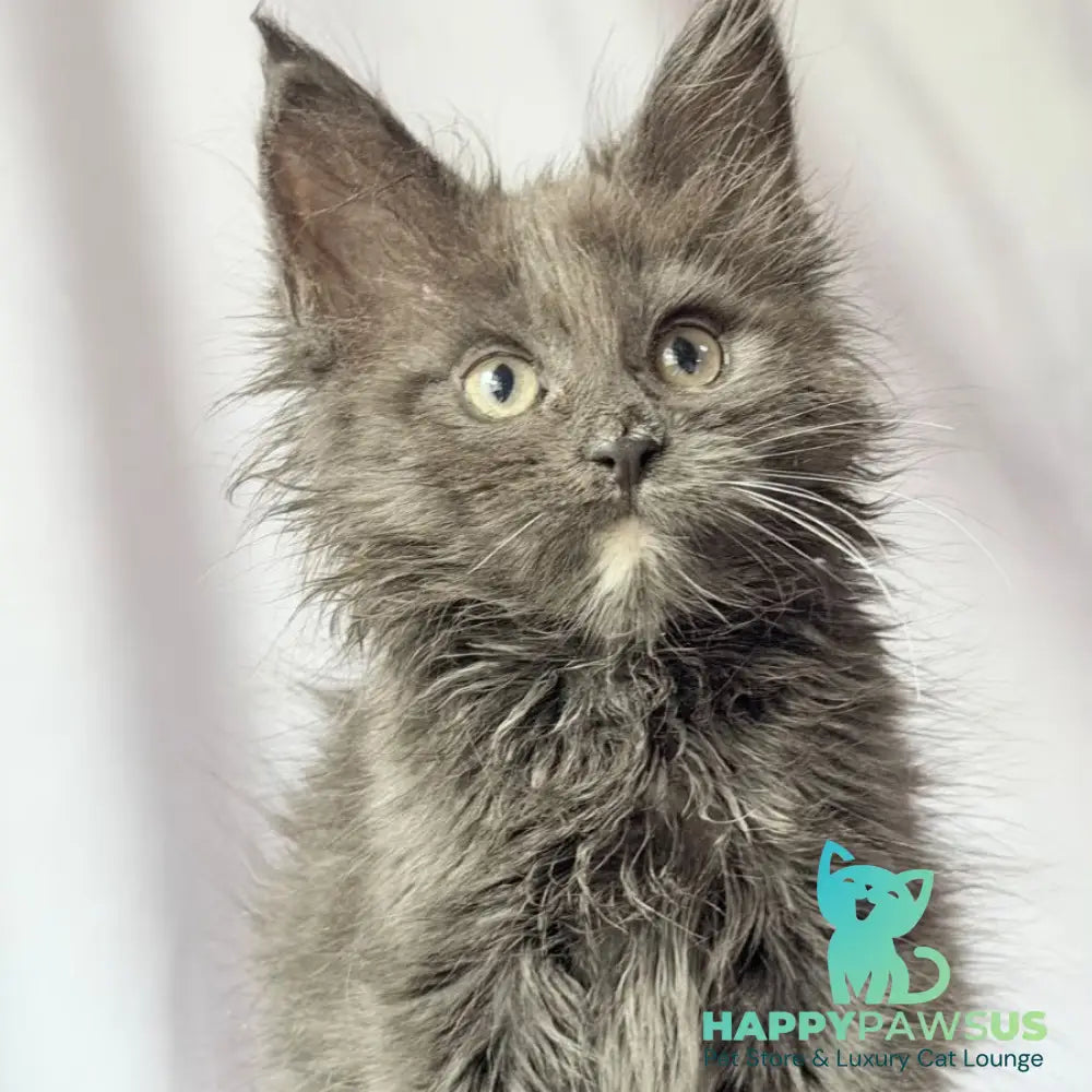 Nigel Maine Coon male blue with white - live animals