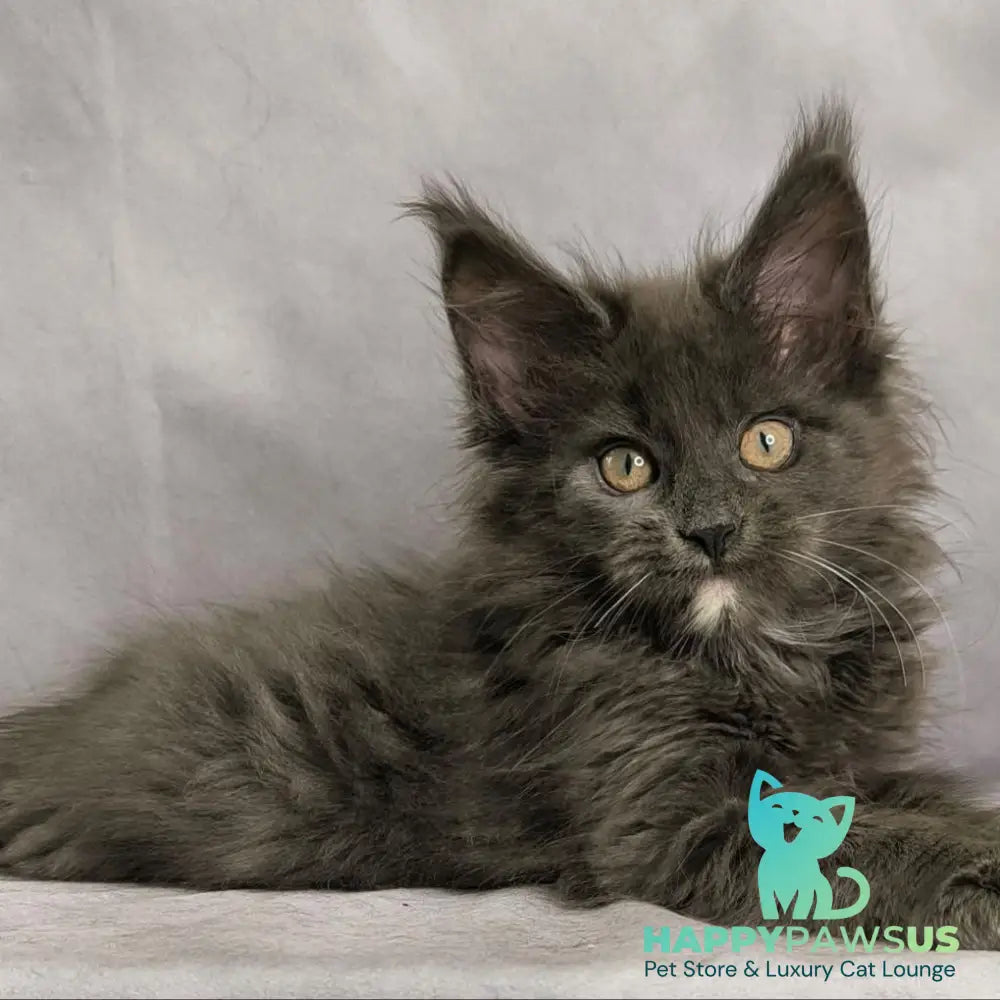 Nigel Maine Coon male blue with white - live animals