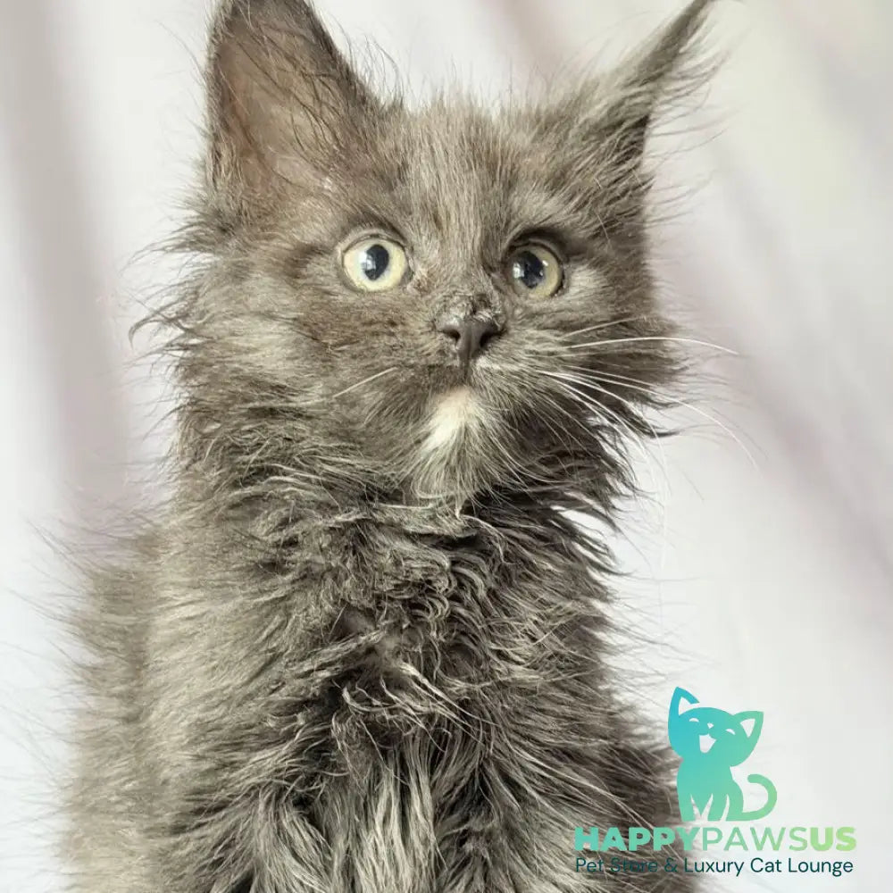 Nigel Maine Coon male blue with white - live animals