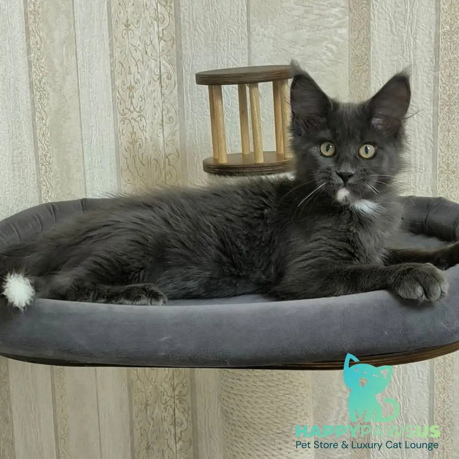 Nigel Maine Coon male blue with white - live animals