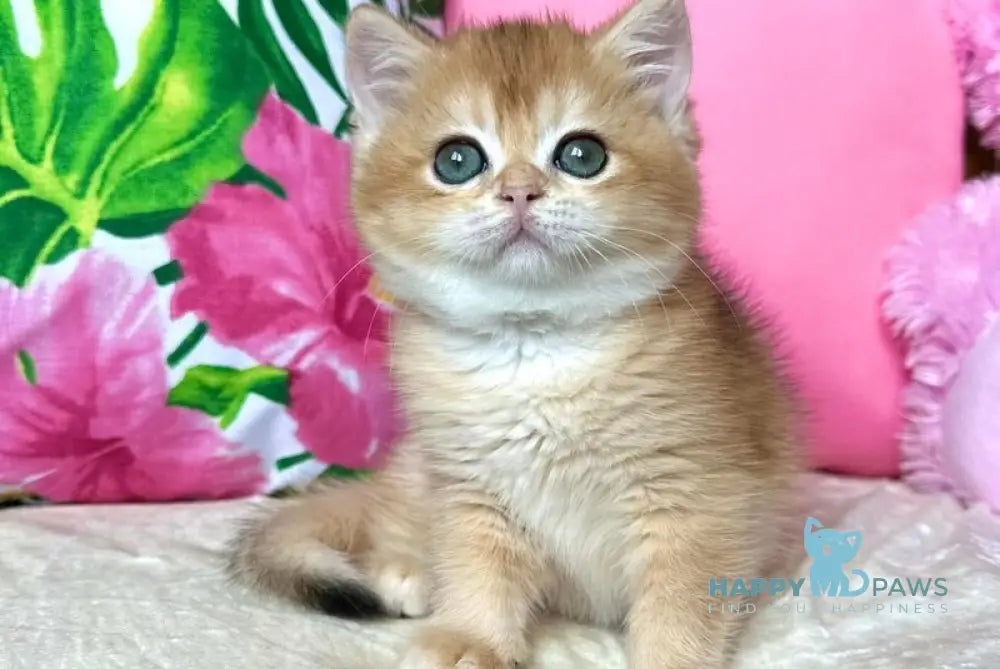 Nihan British Shorthair female black golden chinchilla live animals