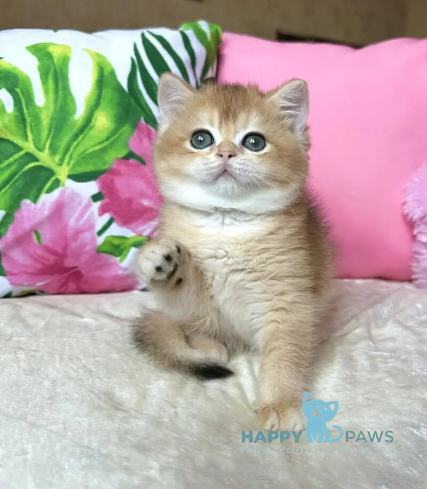 Nihan British Shorthair female black golden chinchilla live animals