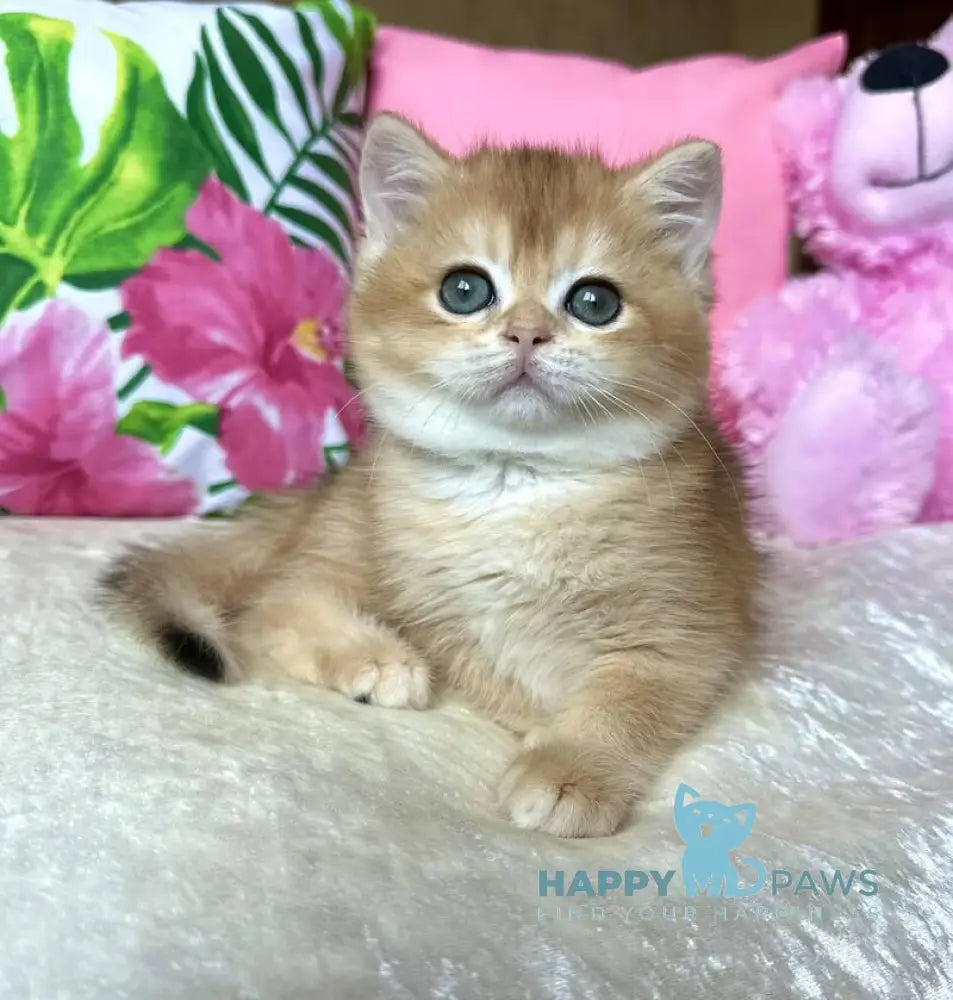 Nihan British Shorthair female black golden chinchilla live animals