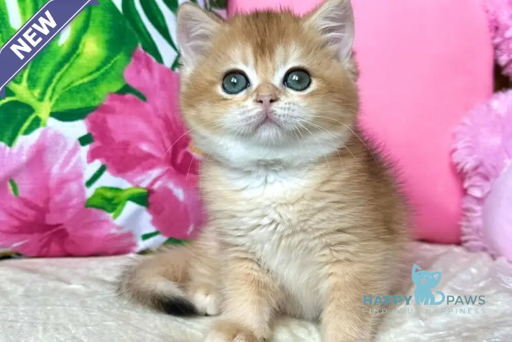 Nihan British Shorthair female black golden chinchilla live animals