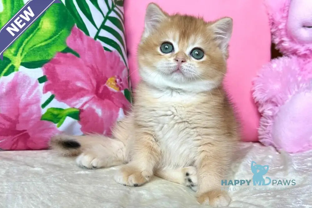 Nihan British Shorthair female black golden chinchilla live animals