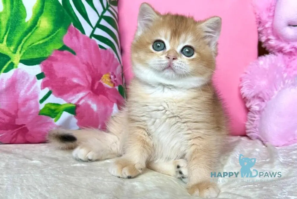 Nihan British Shorthair female black golden chinchilla live animals