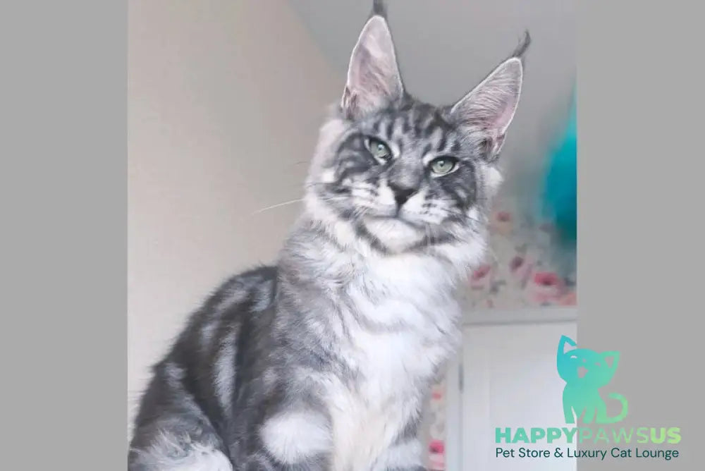 Nik Maine Coon male black silver tabby - live animals