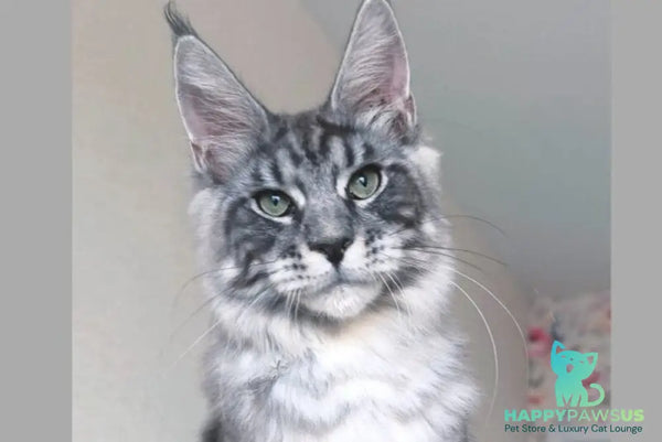 Nik Maine Coon male black silver tabby - live animals
