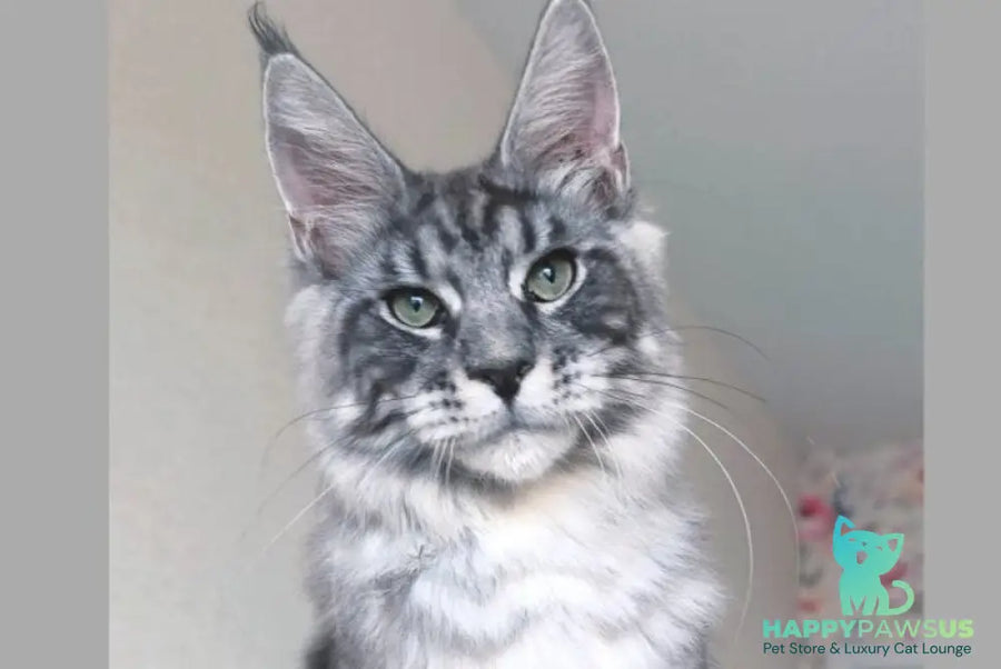 Nik Maine Coon male black silver tabby - live animals