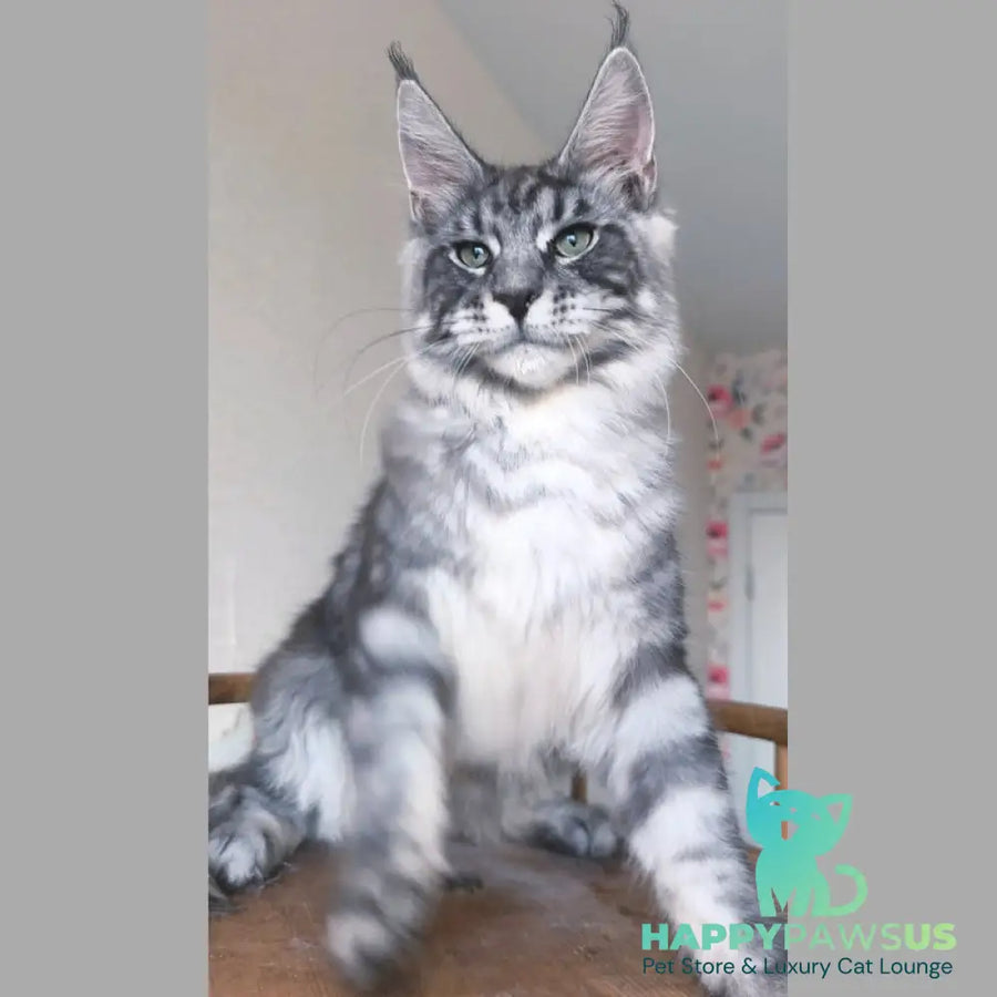 Nik Maine Coon male black silver tabby - live animals