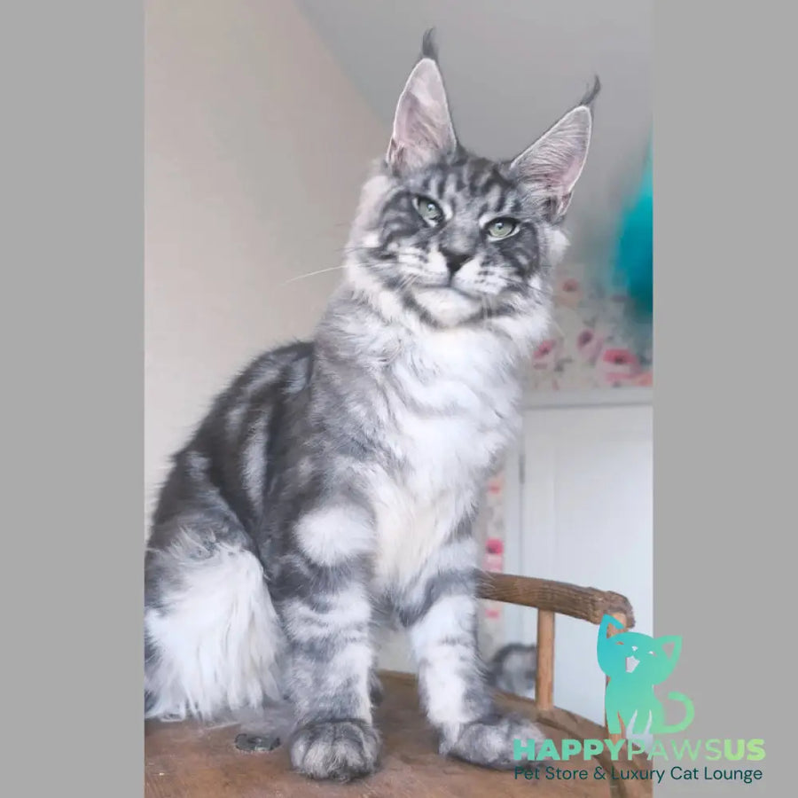 Nik Maine Coon male black silver tabby - live animals