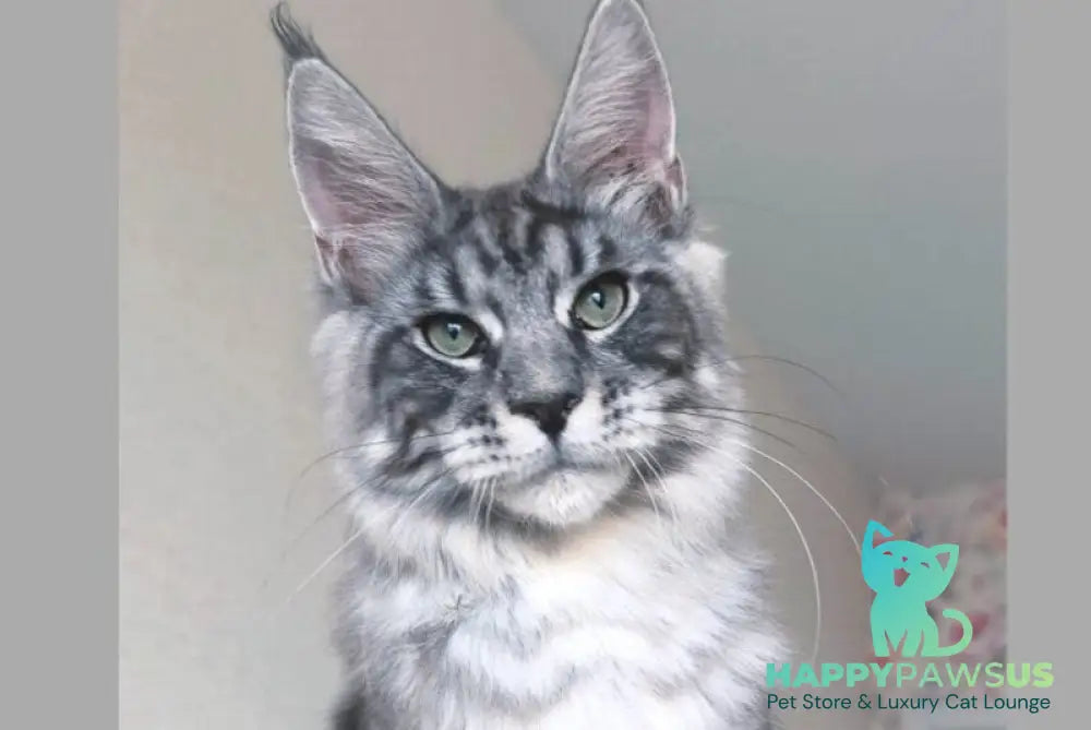 Nik Maine Coon male black silver tabby - live animals