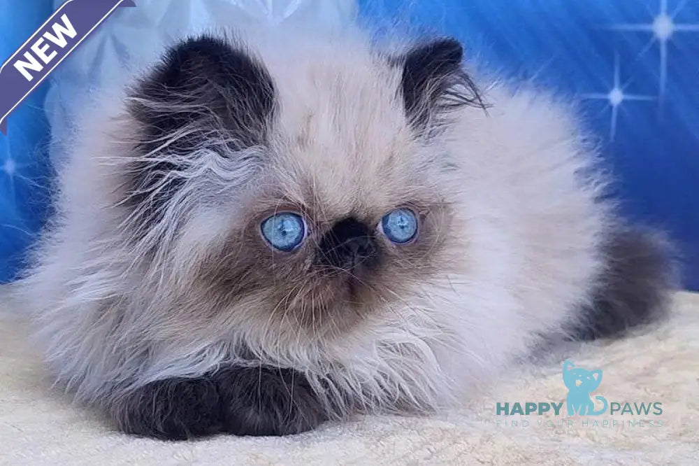 Nik Persian male black pointed live animals