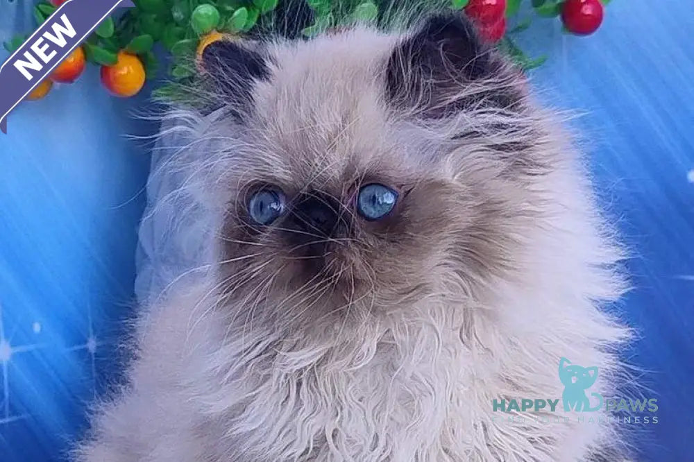 Nik Persian male black pointed live animals