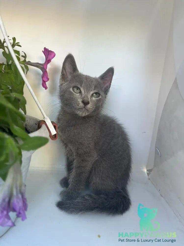 Nik Russian Blue male blue - live animals