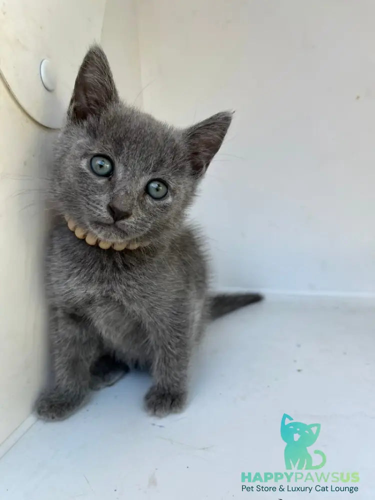 Nik Russian Blue male blue - live animals