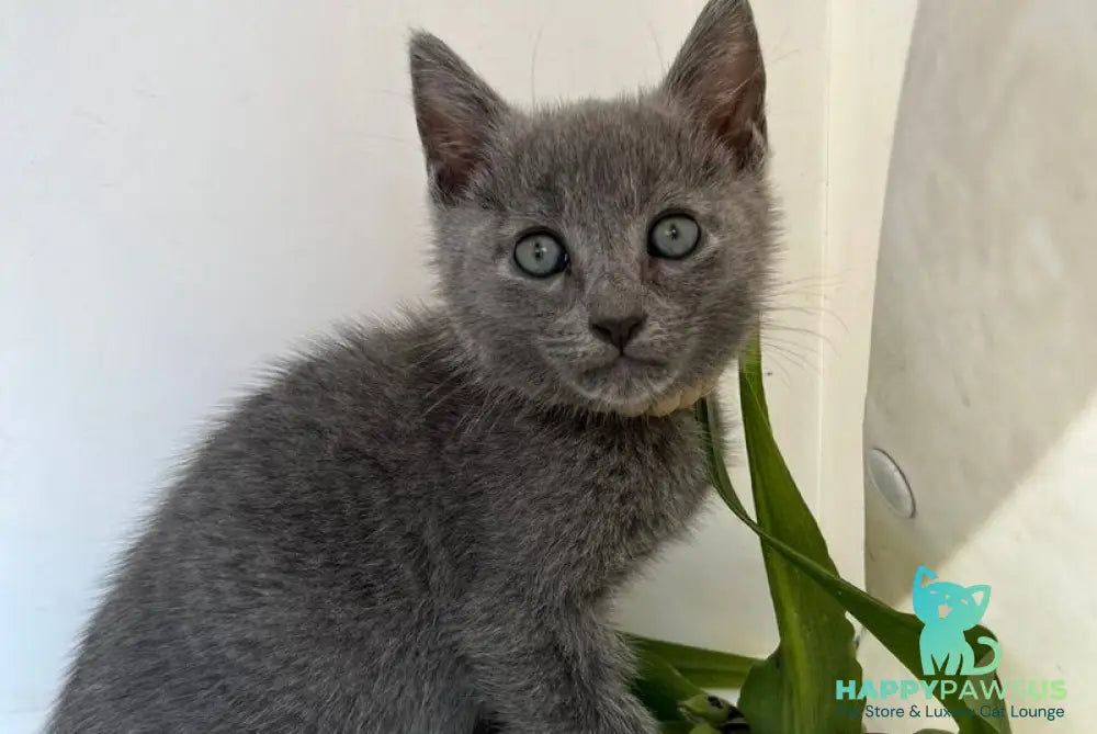 Nik Russian Blue male blue - live animals