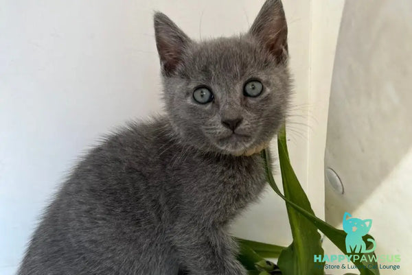 Nik Russian Blue male blue - live animals