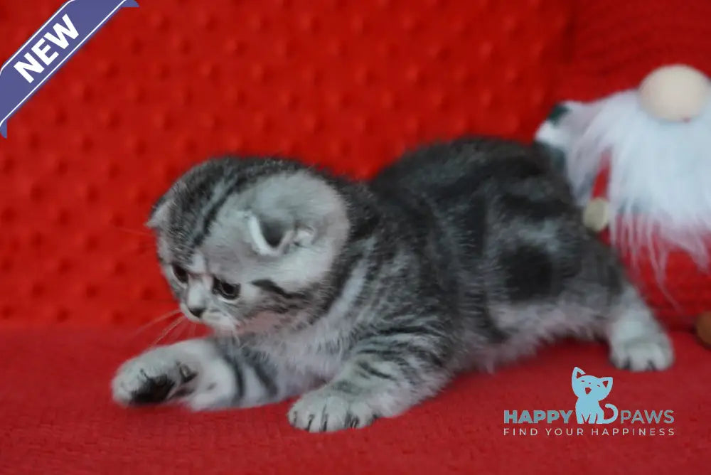 Nik Scottish Fold male black silver tabby live animals