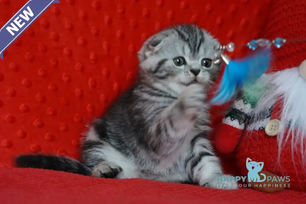 Nik Scottish Fold male black silver tabby live animals