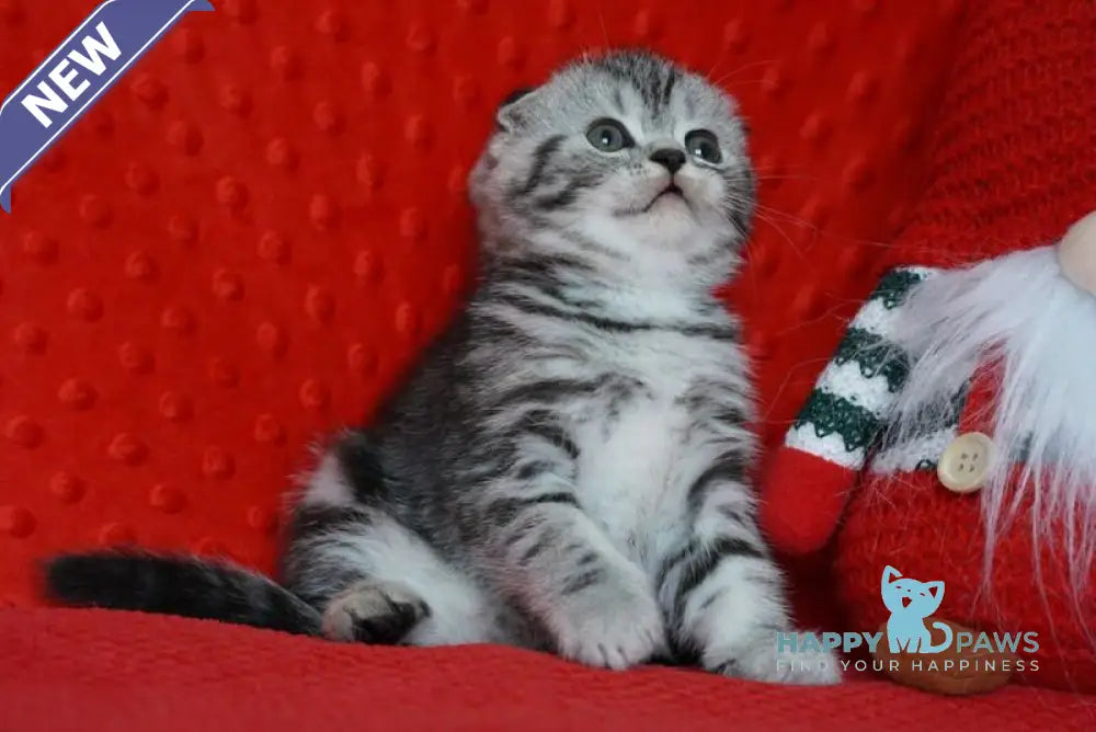Nik Scottish Fold male black silver tabby live animals