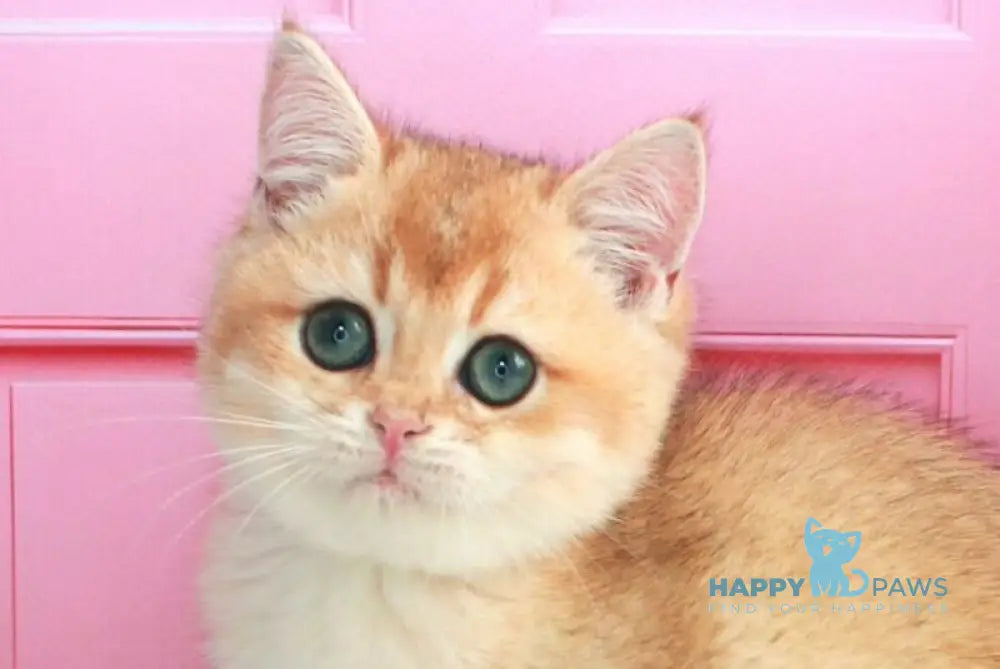 Nika British Shorthair female black golden shaded live animals
