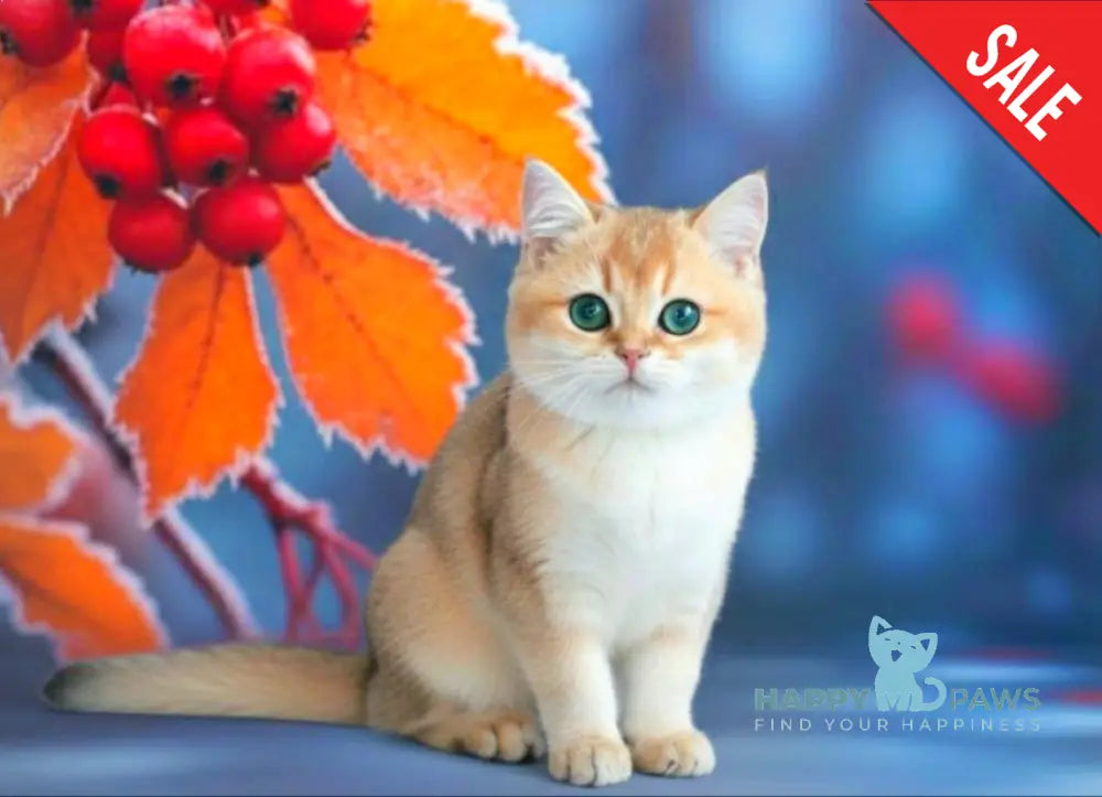 Nika British Shorthair female black golden shaded live animals