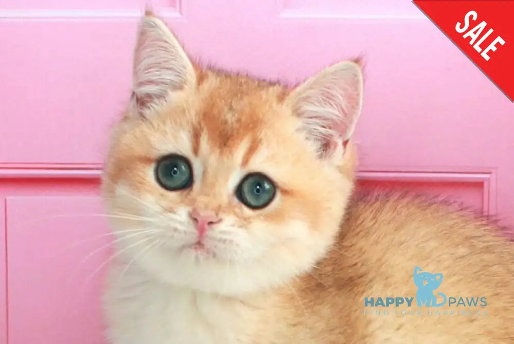 Nika British Shorthair female black golden shaded live animals