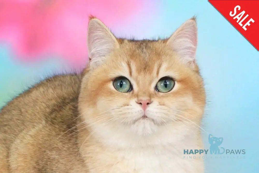 Nika British Shorthair female black golden shaded live animals