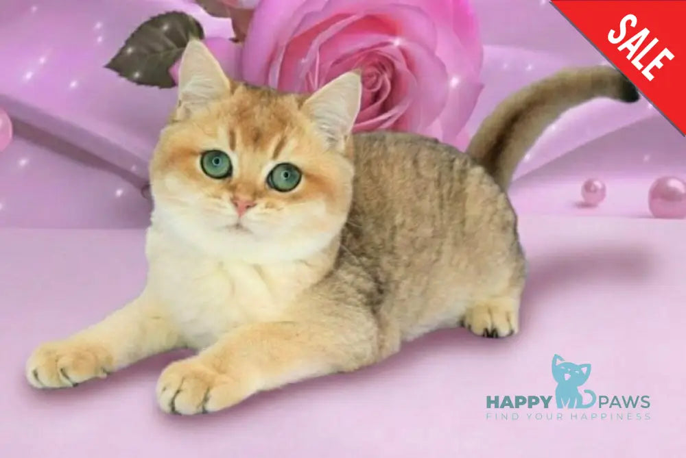 Nika British Shorthair female black golden shaded live animals