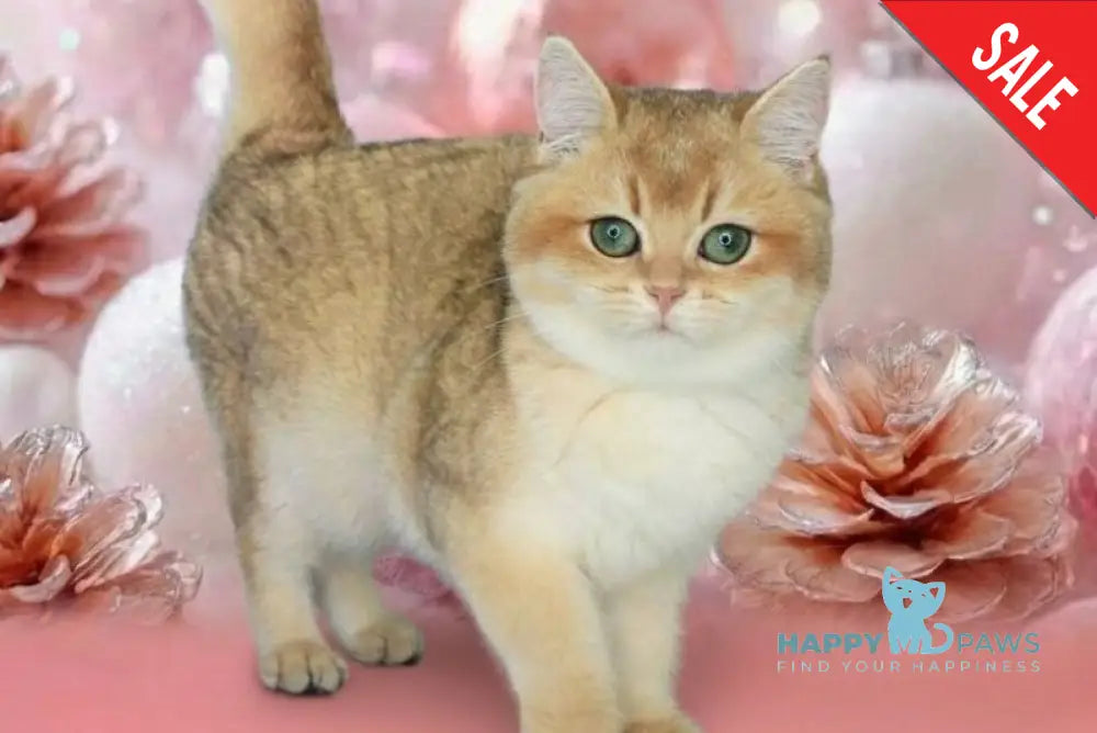 Nika British Shorthair female black golden shaded live animals