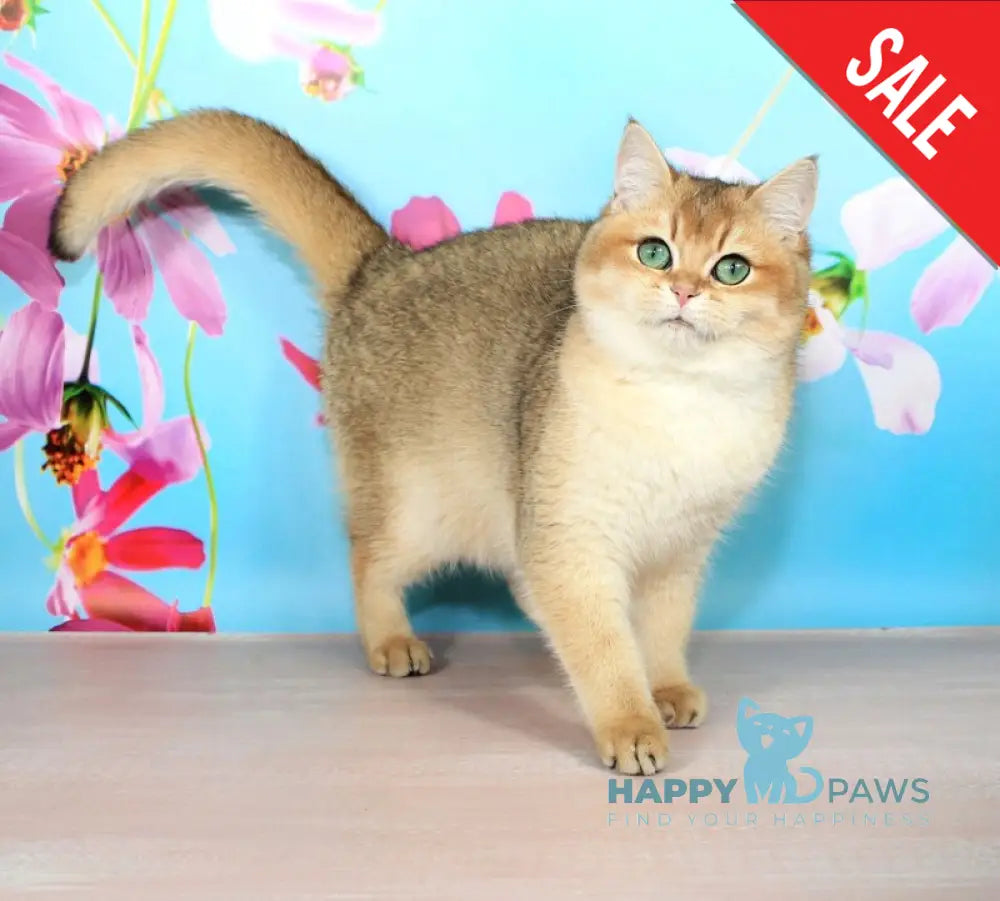 Nika British Shorthair female black golden shaded live animals