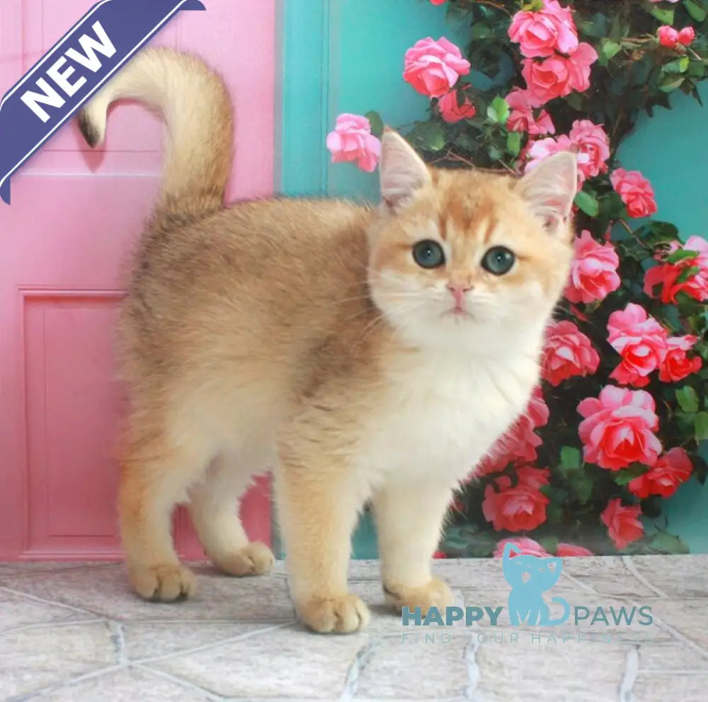 Nika British Shorthair female black golden shaded live animals