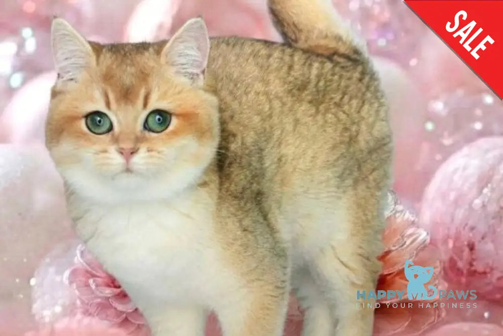 Nika British Shorthair female black golden shaded live animals