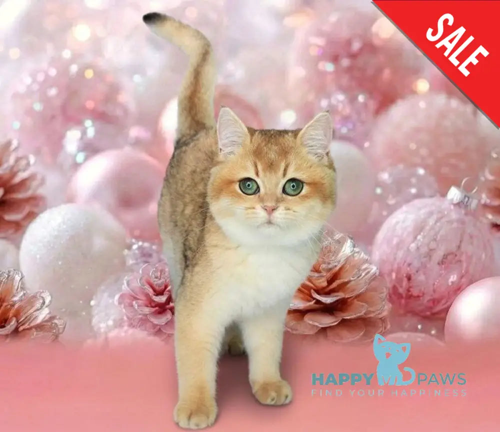 Nika British Shorthair female black golden shaded live animals