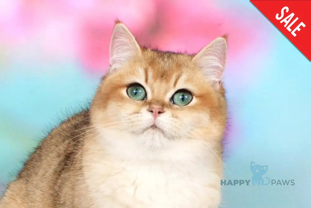 Nika British Shorthair female black golden shaded live animals