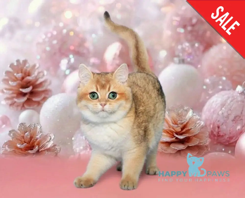 Nika British Shorthair female black golden shaded live animals