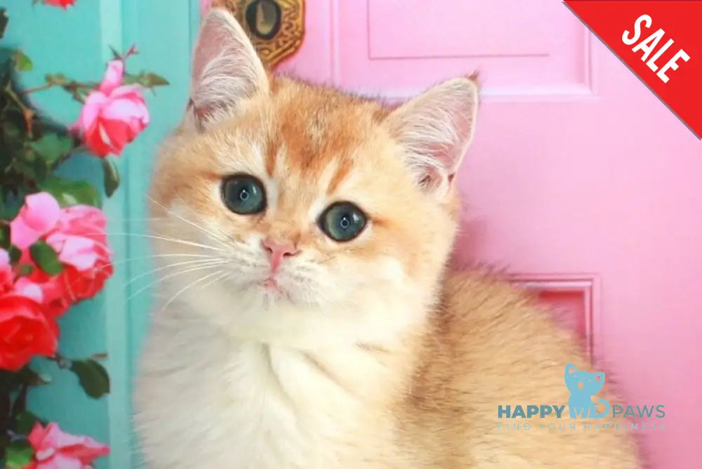 Nika British Shorthair female black golden shaded live animals