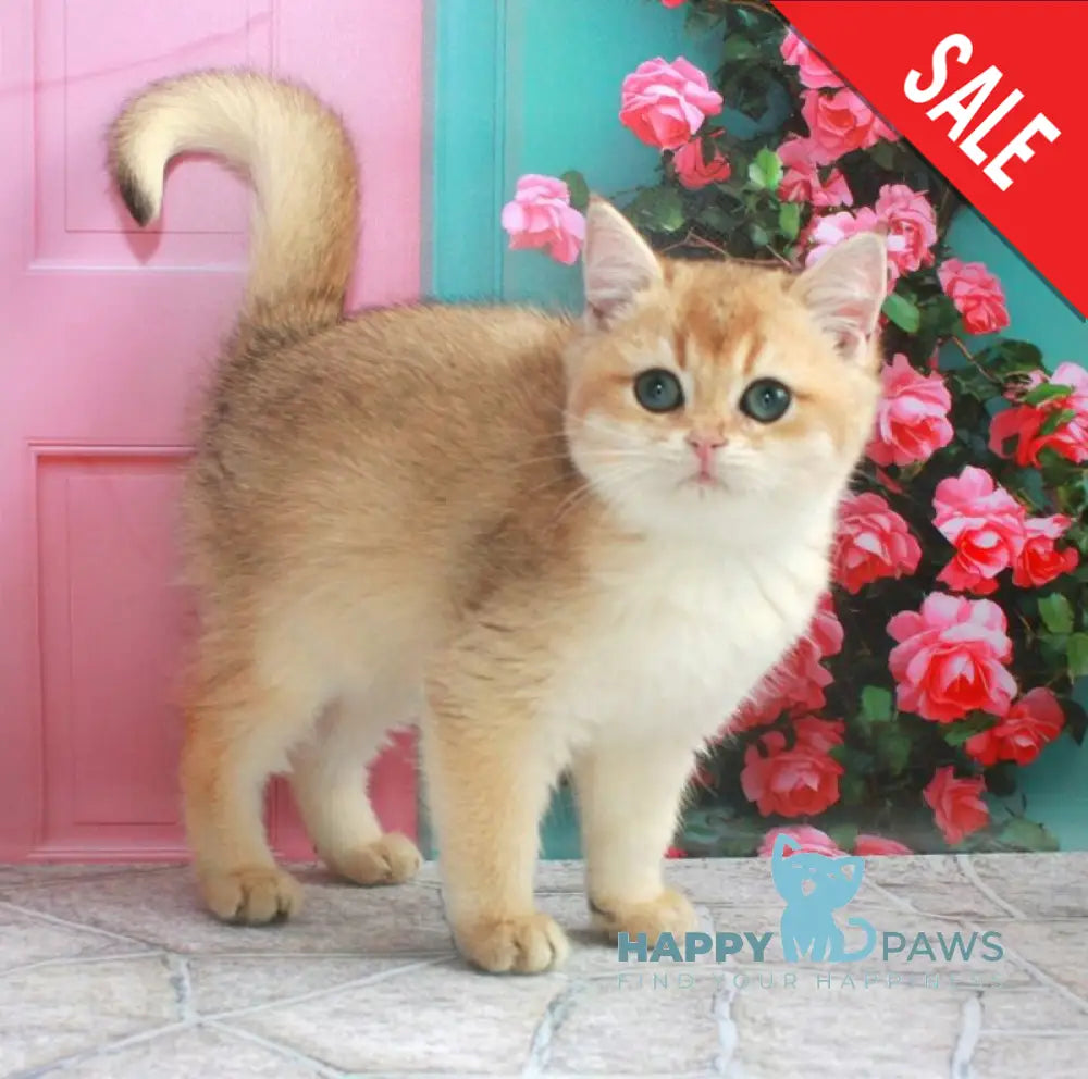 Nika British Shorthair female black golden shaded live animals